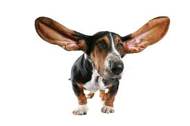 blog dog ears